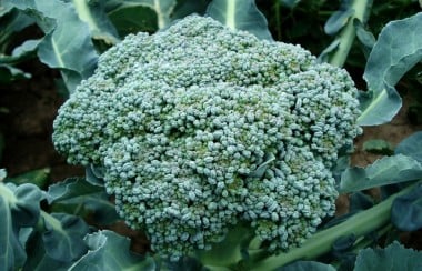 Vibrant broccoli