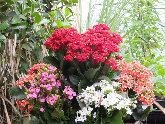 Kalanchoes By Bob Flowerdew