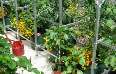 Up and running greenhouse