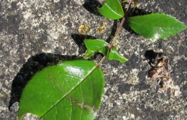 Leaf cutter bee damage on roses
