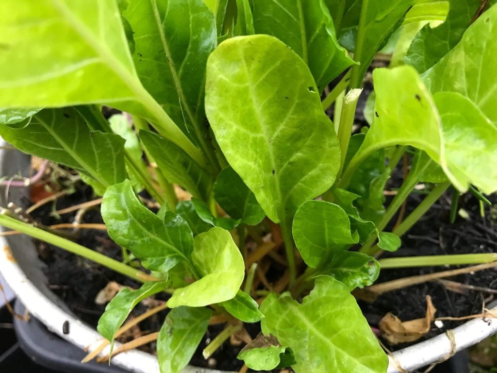 Beautiful leaves of spinach grow within a winter greenhouse.