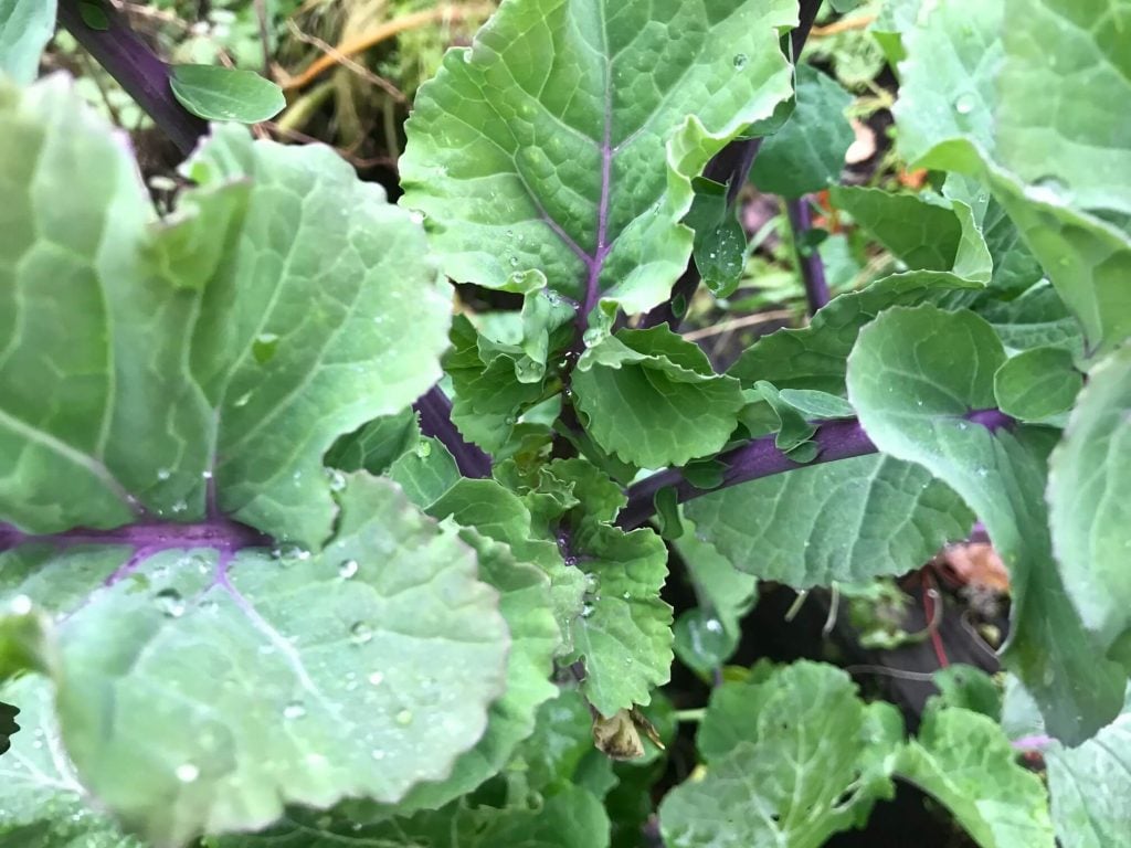 Cabbages and kale responding well to winter greenhouse growth.