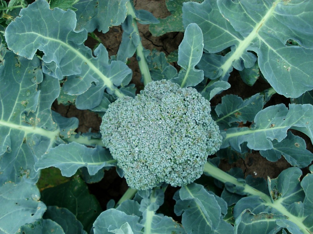 Growing Broccoli 