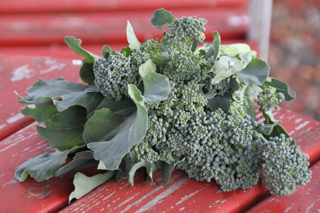 Broccoli on a table