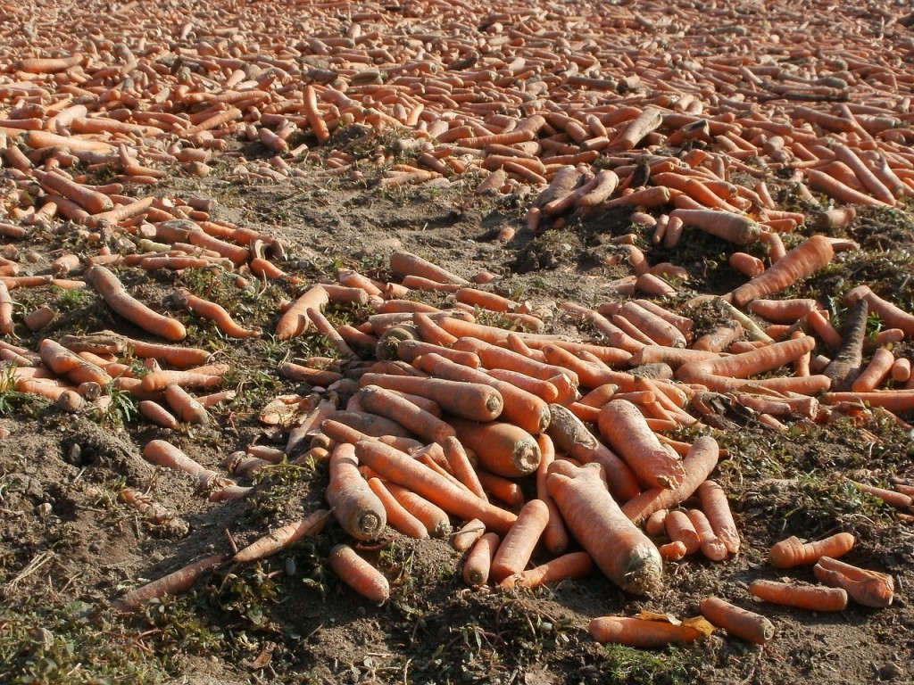 Carrots in field