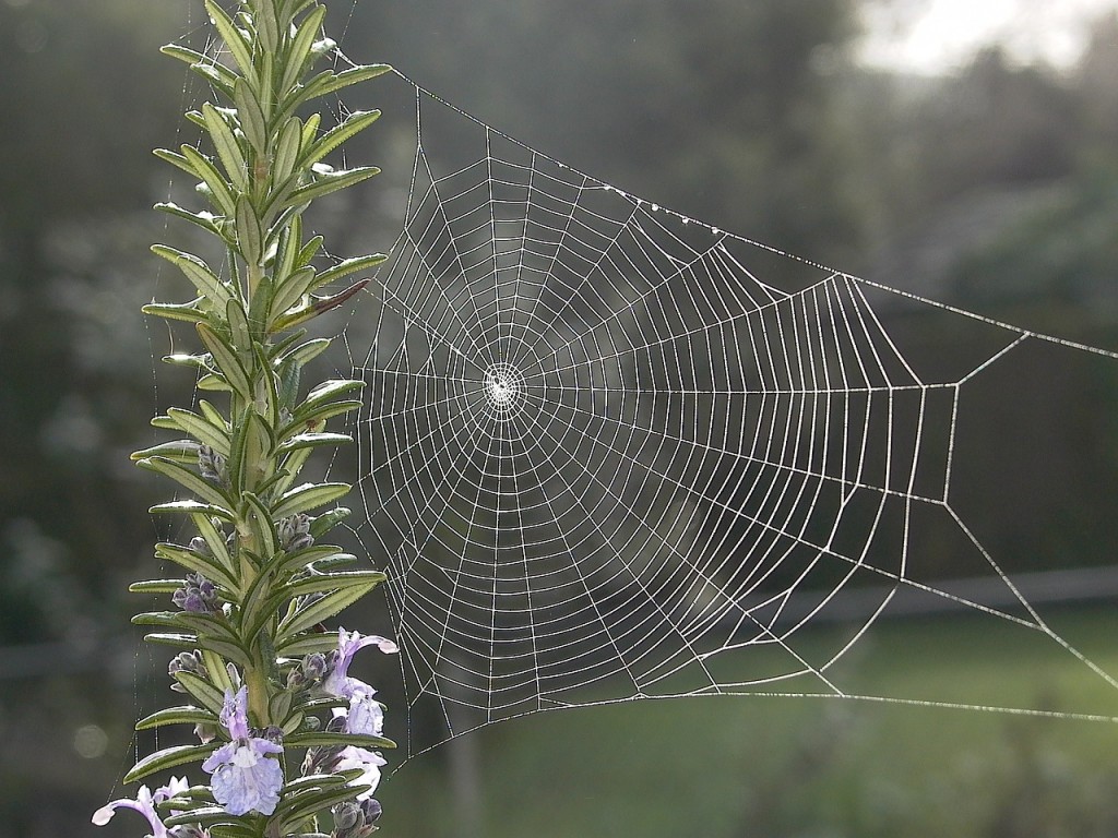 Rosemary with spiderweb