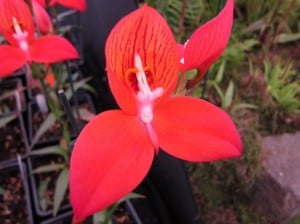 'Disa' orchids - Dave Parkinson Plants