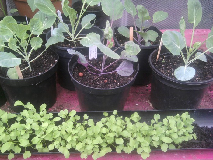 Growing Brassicas