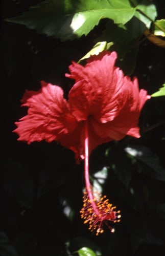 Rosa Sinensis Hibiscus