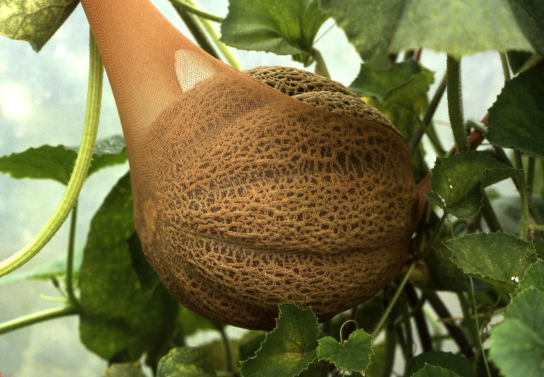 Growing Melons by Bob Flowerdew Hartley Botanic