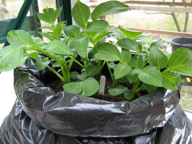 Growing potatoes in bags