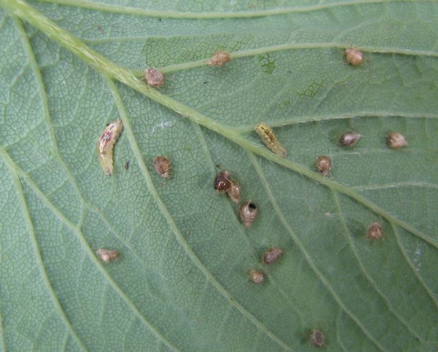 Aphids on leaves