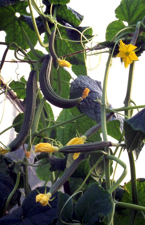 Growing Cucumbers - UC Botanical Garden