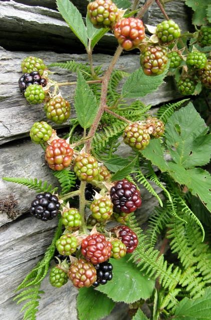 This summer’s heatwave was no time for tackling an invading bramble, and now I’m glad I didn’t - the pay-off is proving delicious.