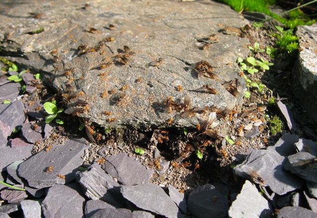 Red ants made themselves at home beneath some slate I’d left lying around, causing a wildlife feeding frenzy as they took flight.