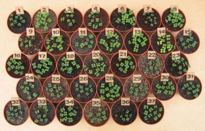 Mustard sown 24/6, photographed 27/6. Ten seeds were sown per pot and the lowest germination rate was 80%. My home-made mix (12) gave other bought composts a run for their money. These seedlings all went on to make some tasty salads.