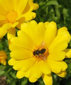 Leafcutter bees (Megachile spp), which gather pollen on the undersides of their abdomen, were regular visitors to my single-flowered pot marigolds last summer. I’m hoping my bee-boosters will encourage them to hang around and make themselves at home. 