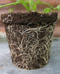 The roots of my ‘Black Russian’ tomato romp away in my home-made mix, which gives the best bought peat-free composts a run for their money. 