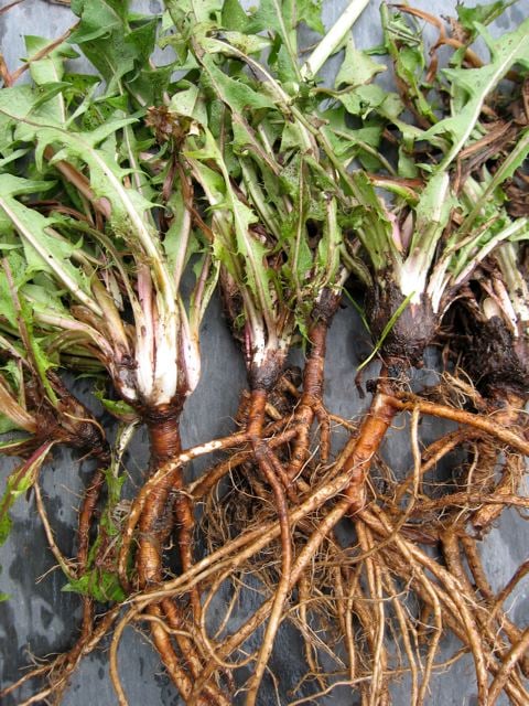 Wet-a-bed’s tough, triffid-esque roots give a clue to its sheer resilience - and you can eat them, too.