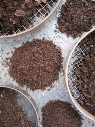 Sieving leaf mould gives dormant muscles a workout, and gives me ‘crumble mix’ for mulching, improving soil, and for my peat-free potting mix.
