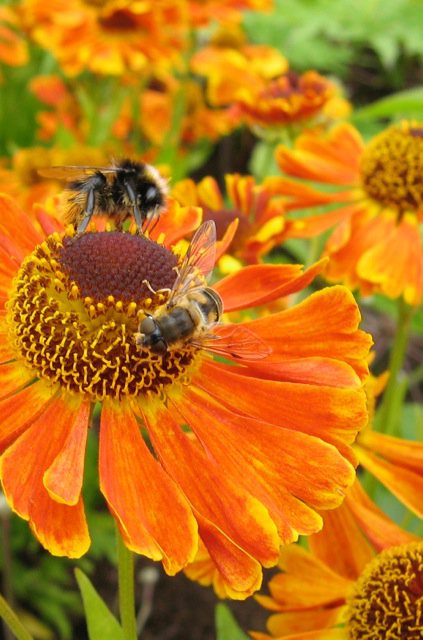 If we’re serious about helping pollinators of all hues, it’s time to stop talking down to gardeners, who are already creating sanctuaries for all wild things. 
