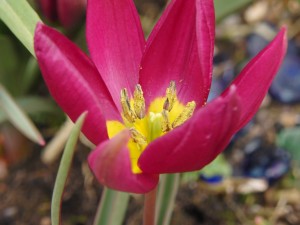 pollen - jean vernons blog