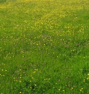 They stopped in a clearing filled with buttercups gleaming in the sunshine. 