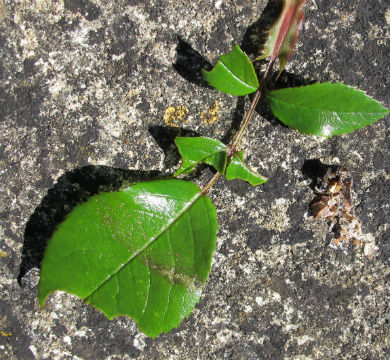 leaf cutter bee damage on roses.