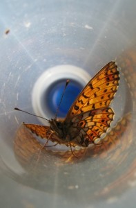 I’m hoovering up virtually no butterflies – such as this wayward fritillary – now that I’ve swapped glass for mesh in the greenhouse doors. 