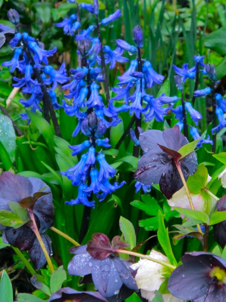 black hellebore with blue hyacinths - 19 Feb