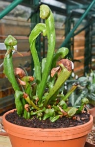 I blinked twice when I saw a tweet from ecologist David Morris, who grows his cobra lilies and other carnivorous plants without using any peat.