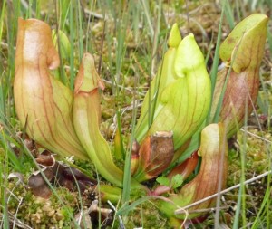 Sarracenia purpurea growing wild in a sphagnum peat bog, is just one of the carnivorous plants I can’t wait to grow using peat-free compost. 