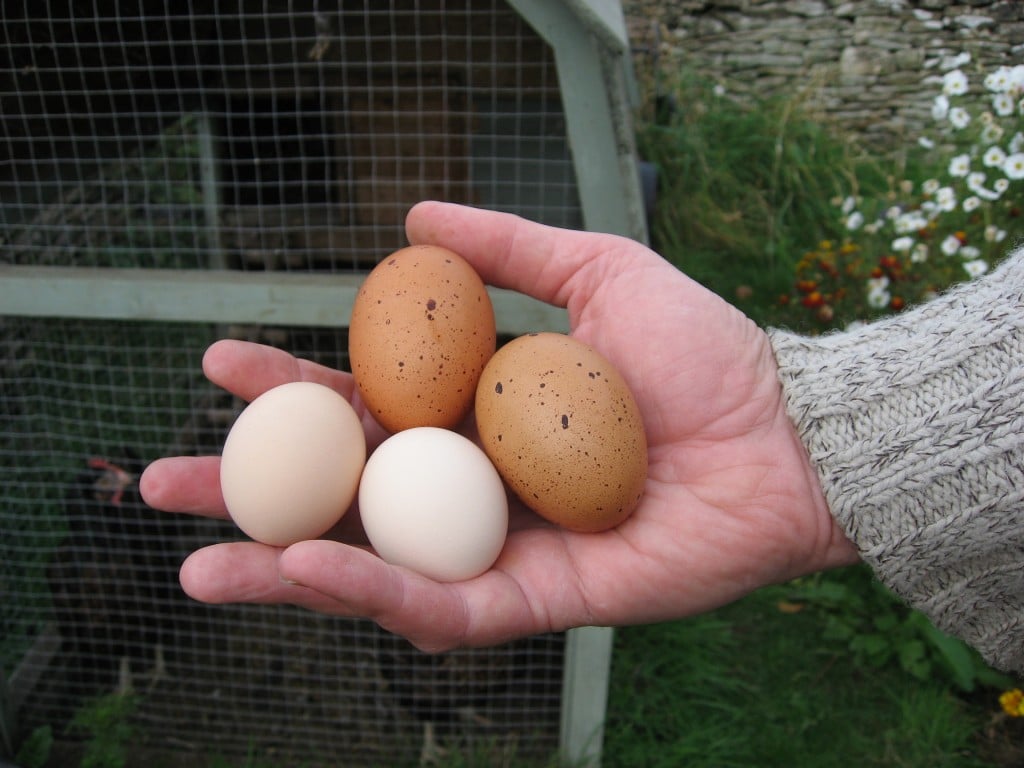 bantam and barnevelder eggs - 22 Mar