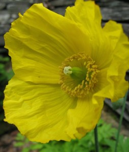 I’m hoping some seedy mud and an icing bag will help spread Welsh poppies far and wide. 