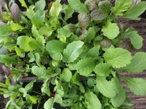 salad leaf lettuce mustard - May 2016