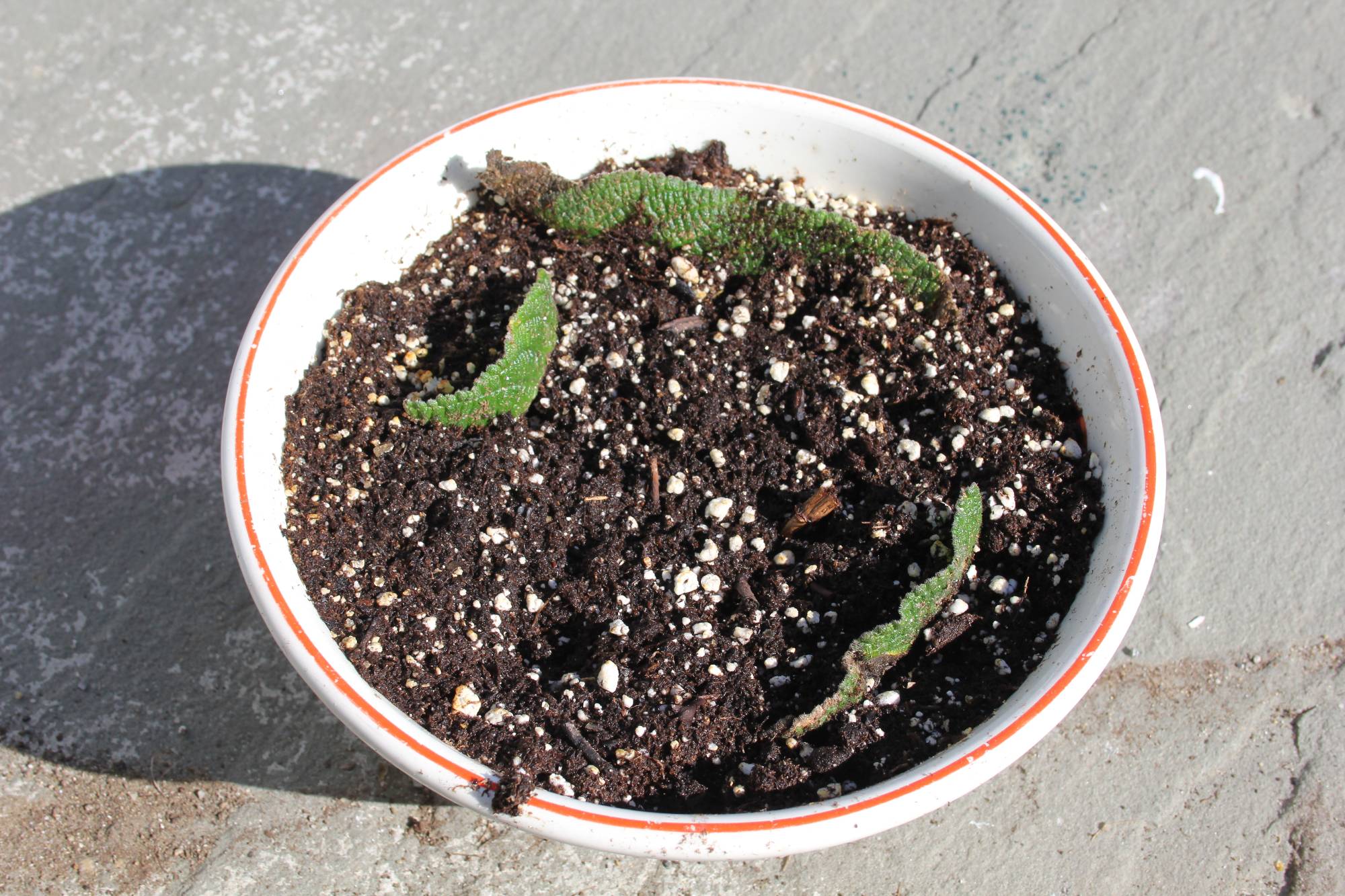 Leaves-set-in-potting-soil-after-being-treated-with-hormone-powder