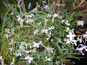 Night scented stock 1 - May 2016