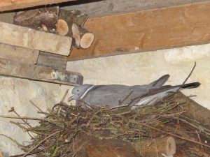 Pigeon Nesting - June 2016