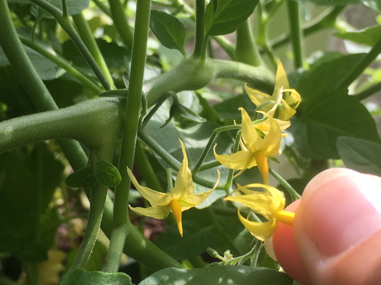Buzz Pollination by Jean Vernon