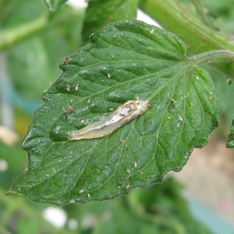 They look for all the world like snot, but hoverfly larvae are voracious devourers of aphids.