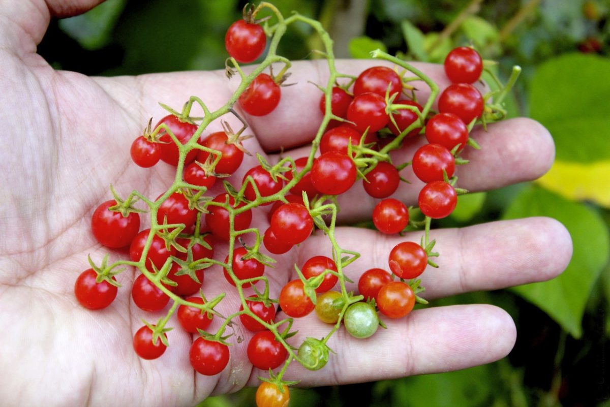 Tomato 'Red Currant'. tomato fruit - june 2016. 