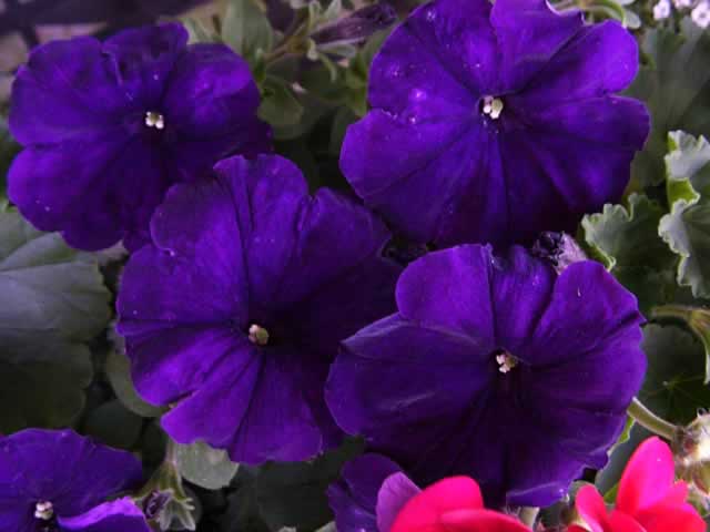 purple petunias - 02.08.16