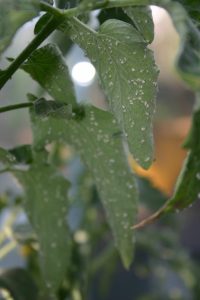 Spray early to get rid of whitefly - Sept 2016