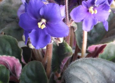 African violets, pretty, tough but fickle - by Bob Flowerdew