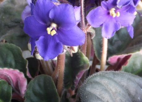 African violets, pretty, tough but fickle - by Bob Flowerdew