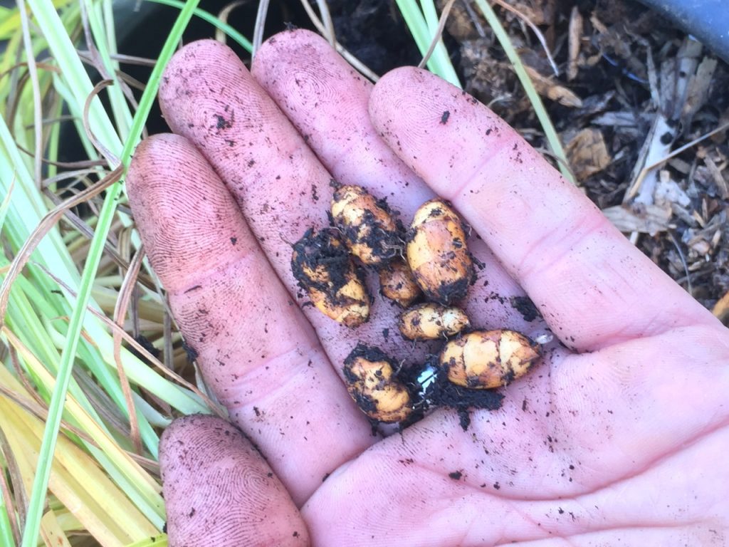 Can I Grow Tiger Nuts in the UK by Jean Vernon Hartley Botanic