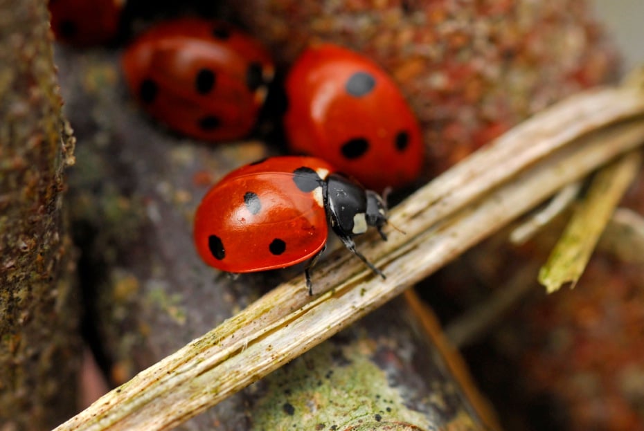 How can I control greenhouse pests? - by Jean Vernon