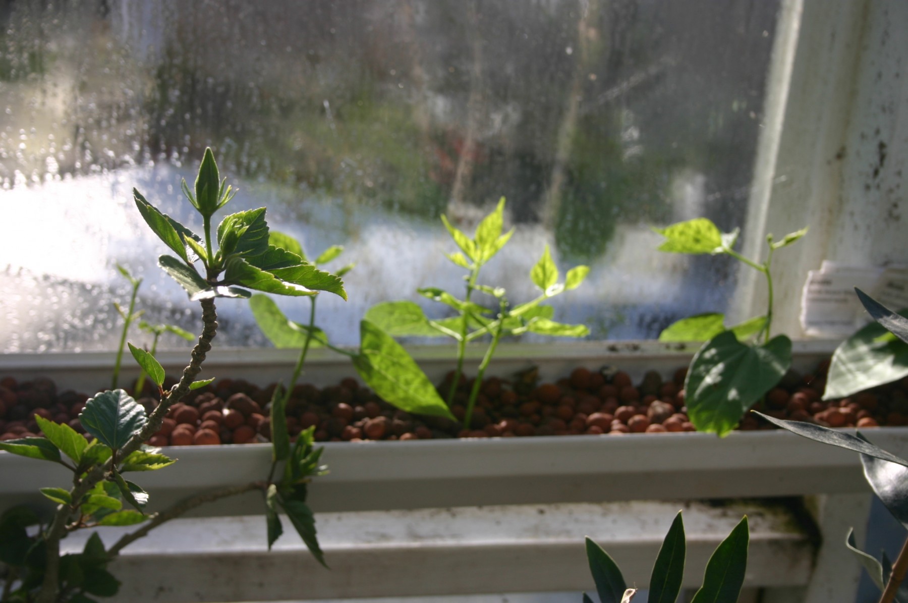 Bean plants in hydroponic gutters