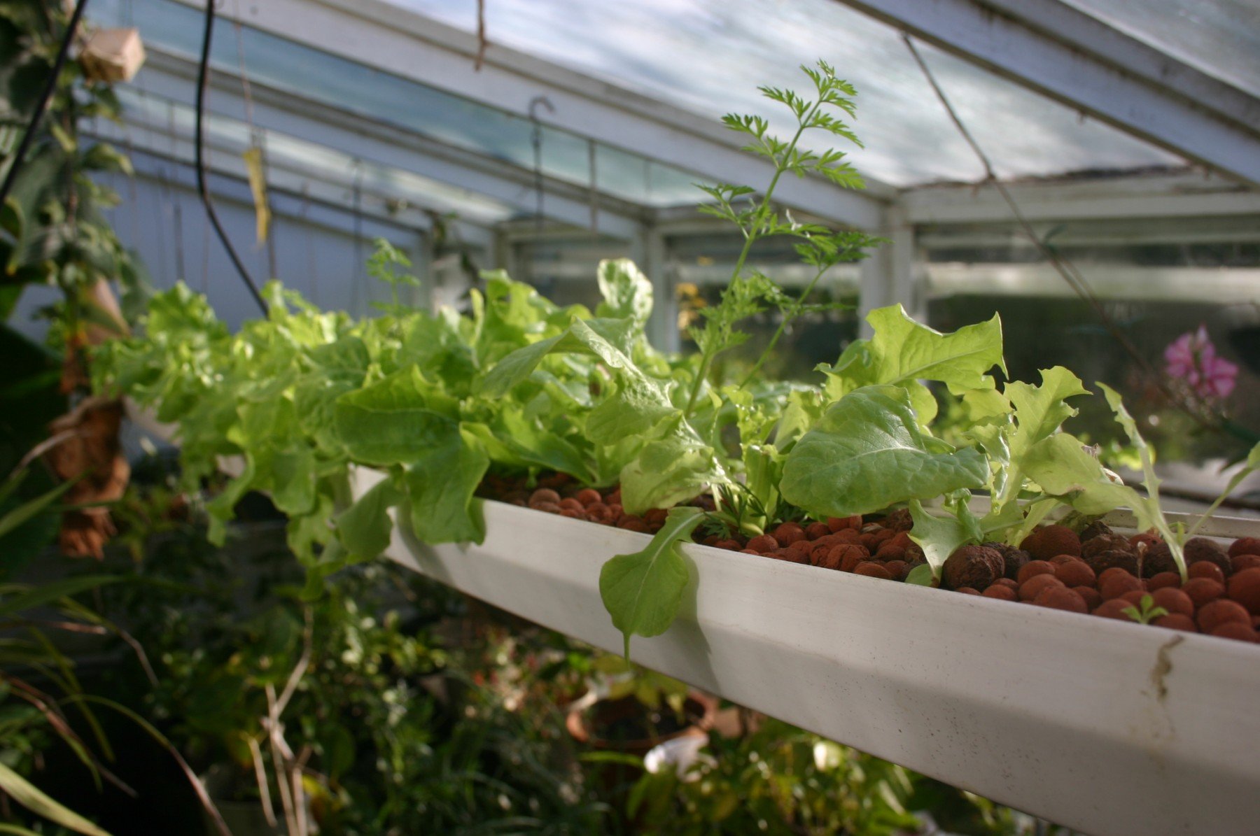 Lettuce in hydroponic gutters