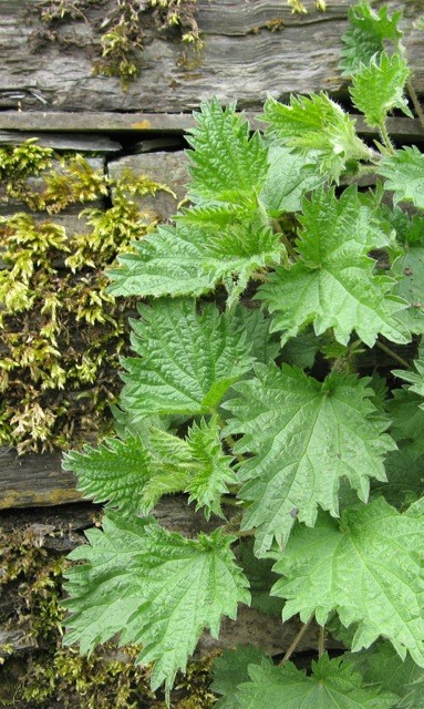 Stinging nettles bring in new life – which then feeds more life.